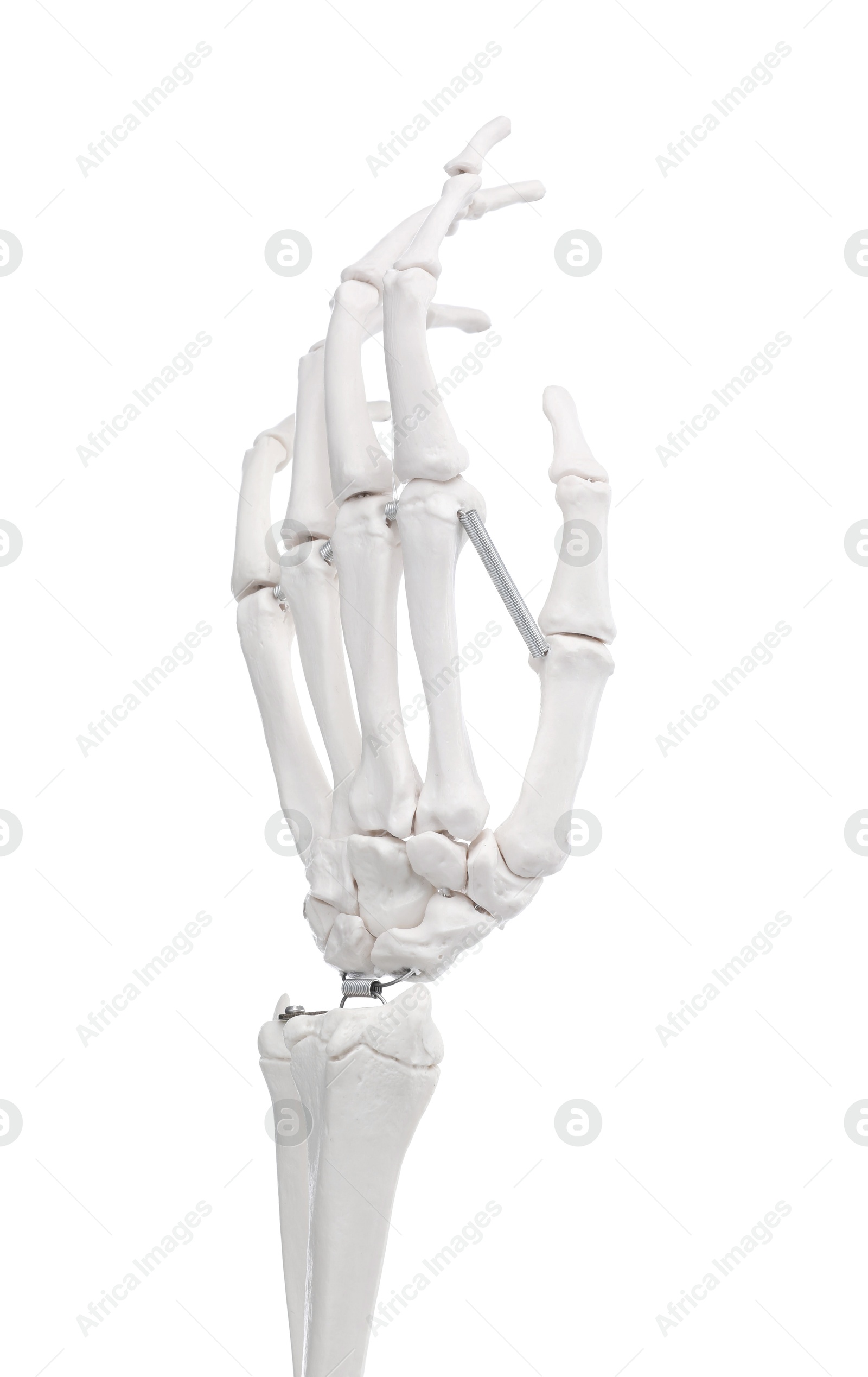 Photo of Artificial human skeleton model isolated on white, closeup