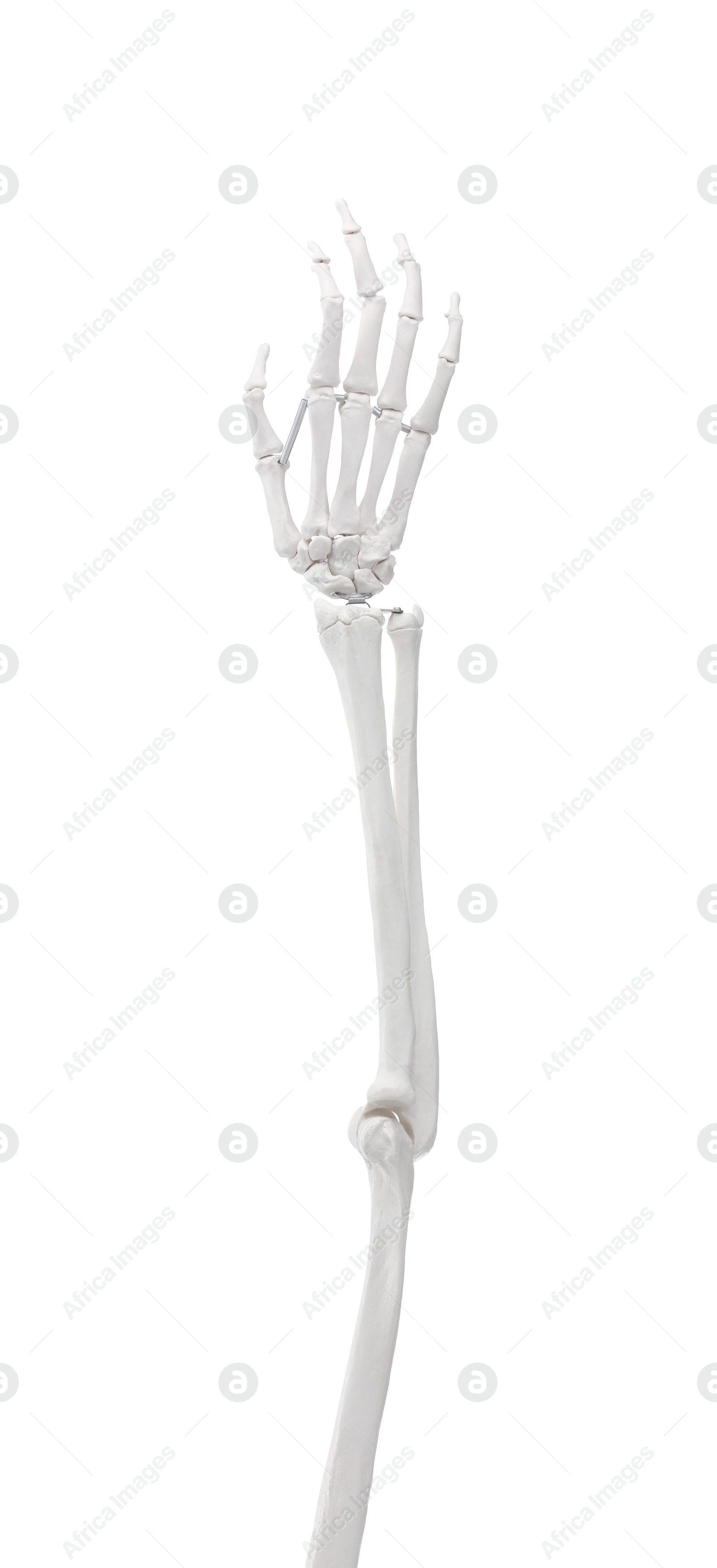 Photo of Artificial human skeleton model isolated on white, closeup