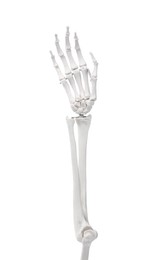 Artificial human skeleton model isolated on white, closeup