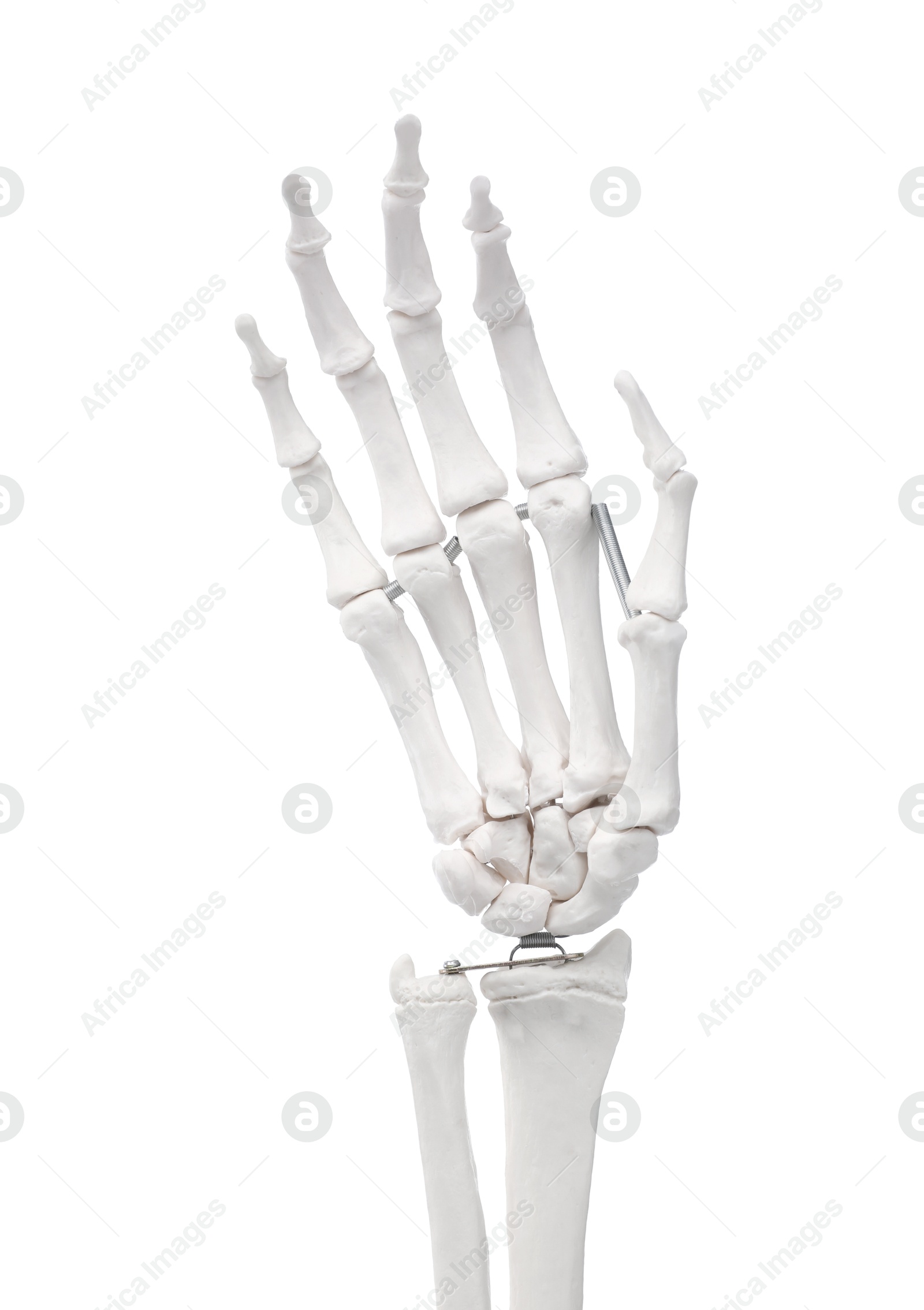 Photo of Artificial human skeleton model isolated on white, closeup