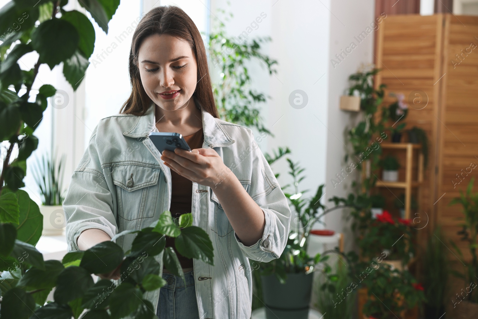 Photo of Woman using houseplant recognition application on smartphone indoors. Space for text