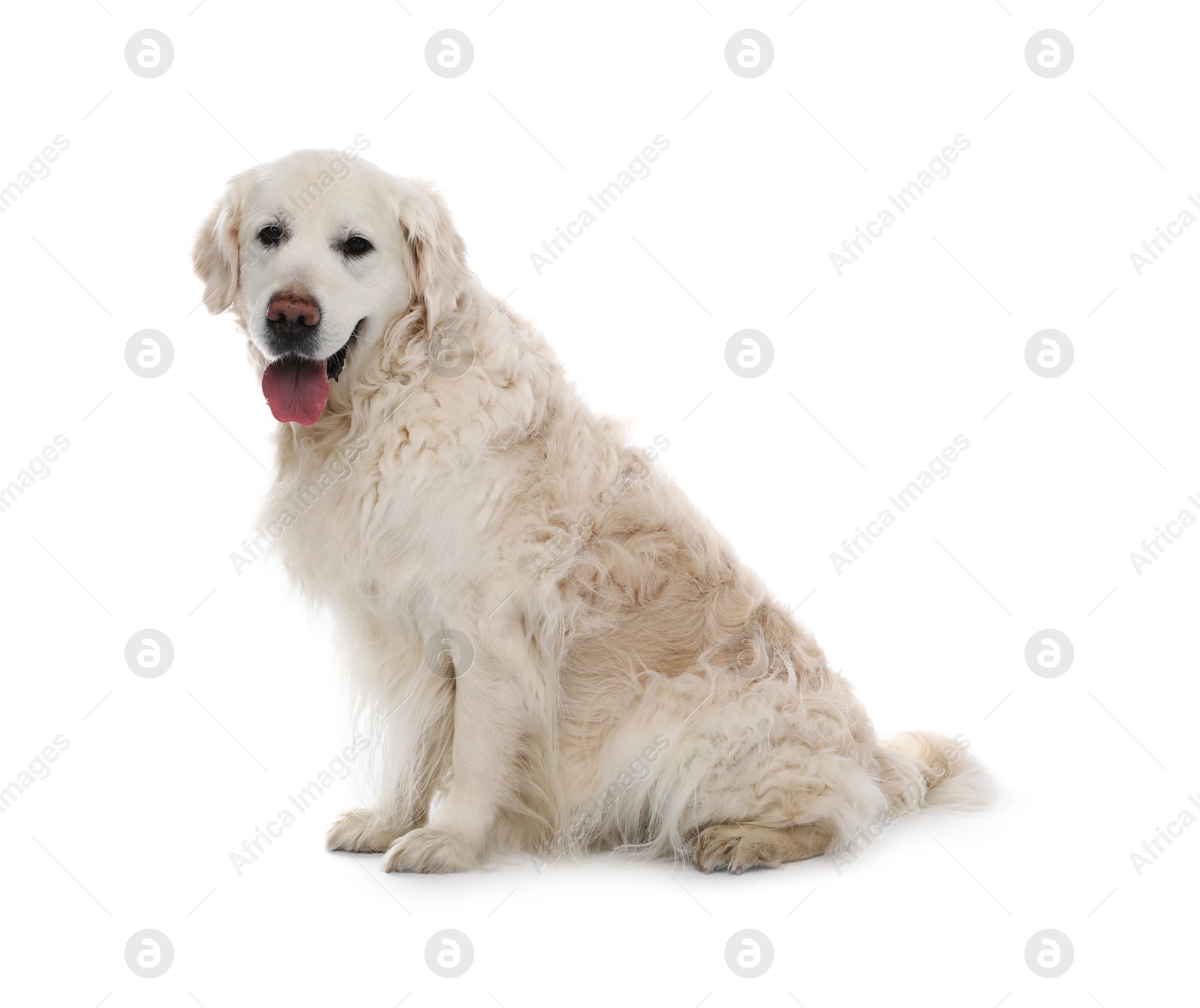 Photo of Cute Golden Retriever dog on white background