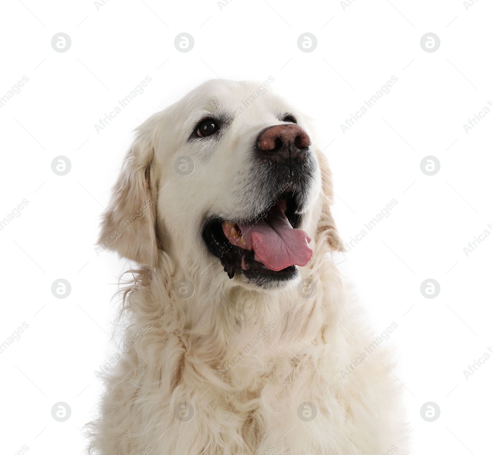 Photo of Cute Golden Retriever dog on white background