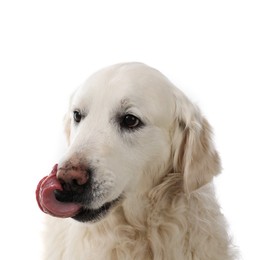 Photo of Cute Golden Retriever dog on white background