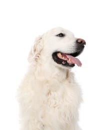 Cute Golden Retriever dog on white background