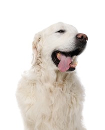 Photo of Cute Golden Retriever dog on white background