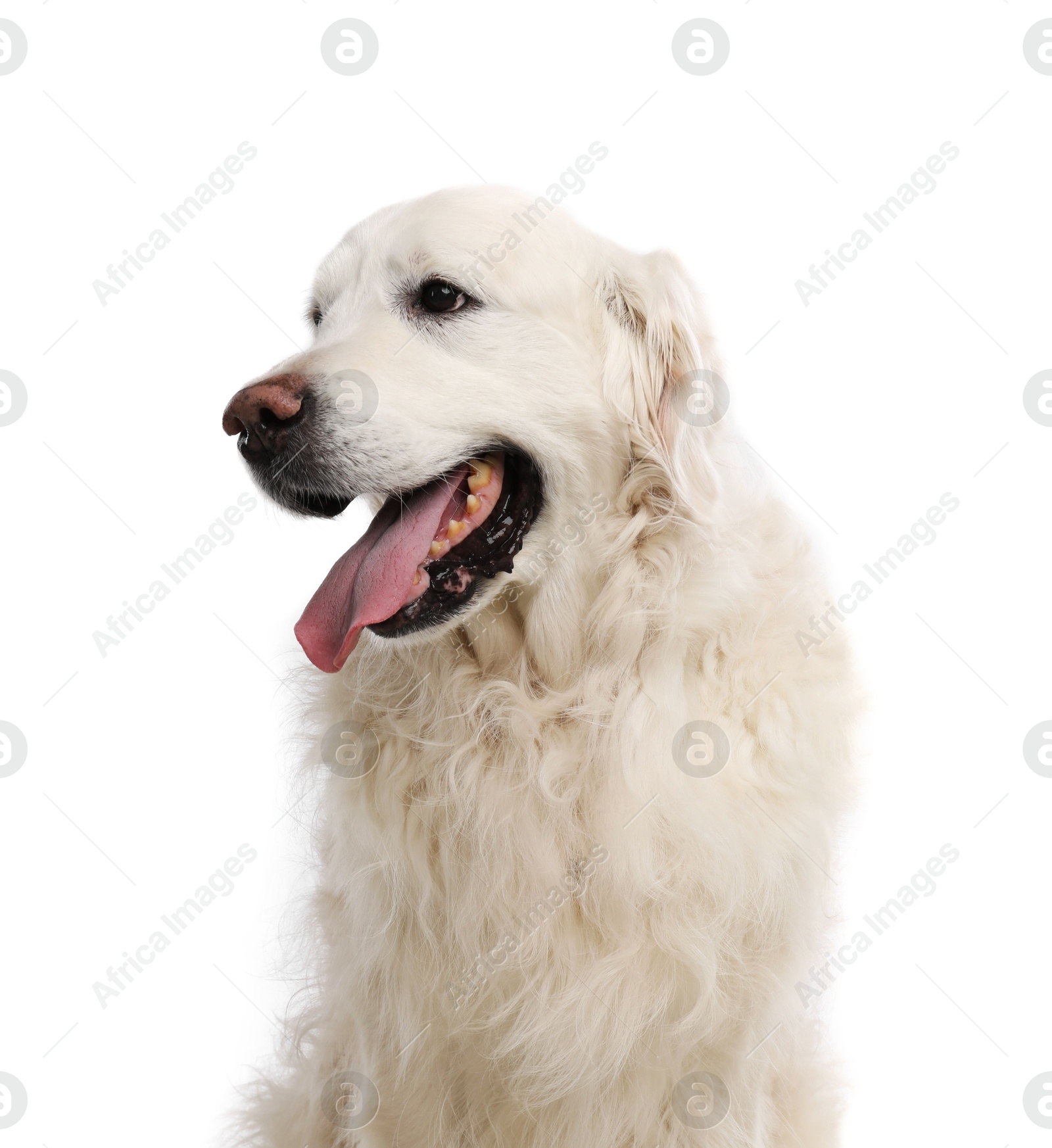 Photo of Cute Golden Retriever dog on white background