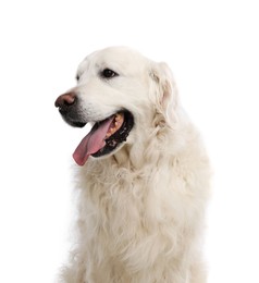 Photo of Cute Golden Retriever dog on white background