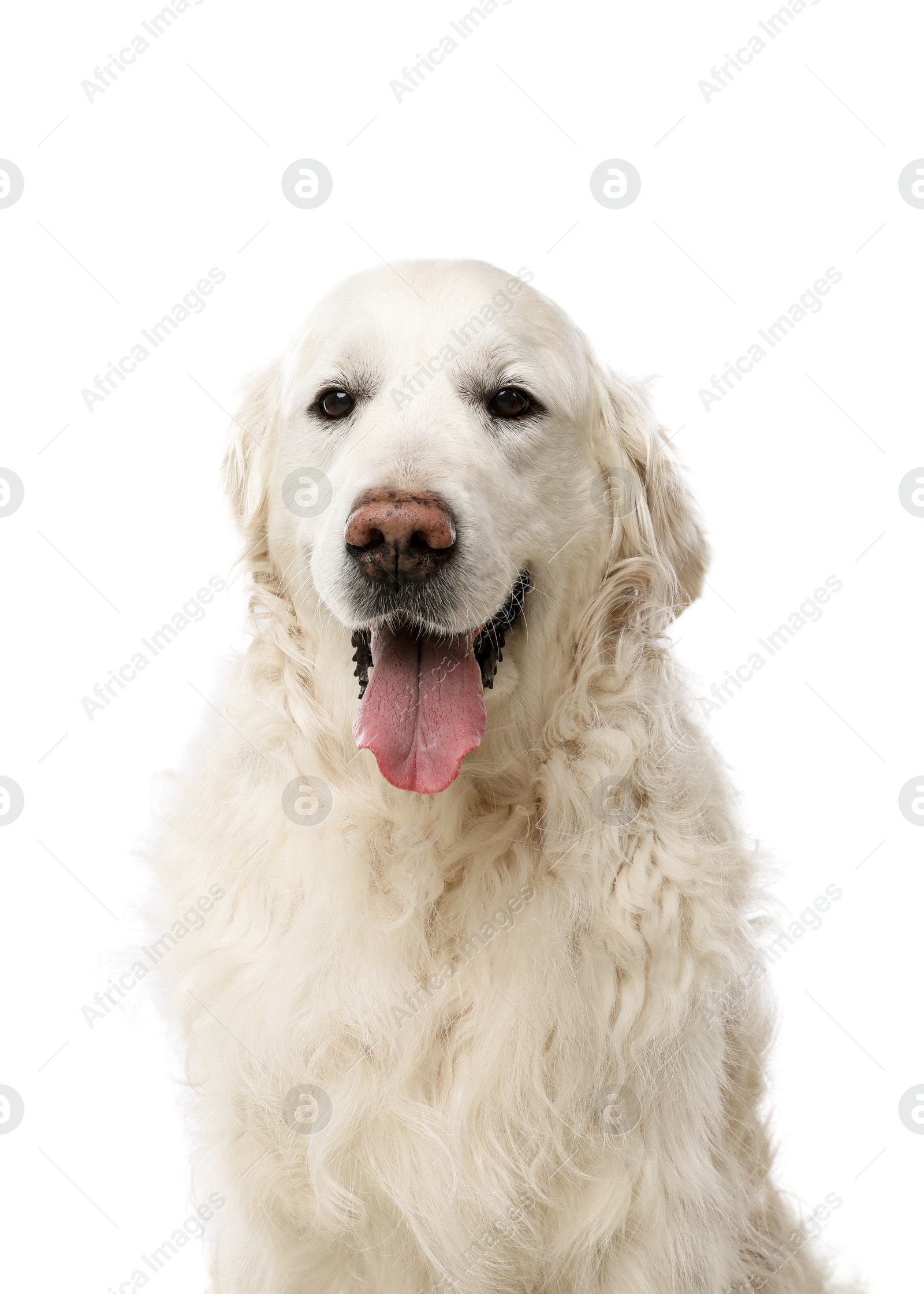 Photo of Cute Golden Retriever dog on white background