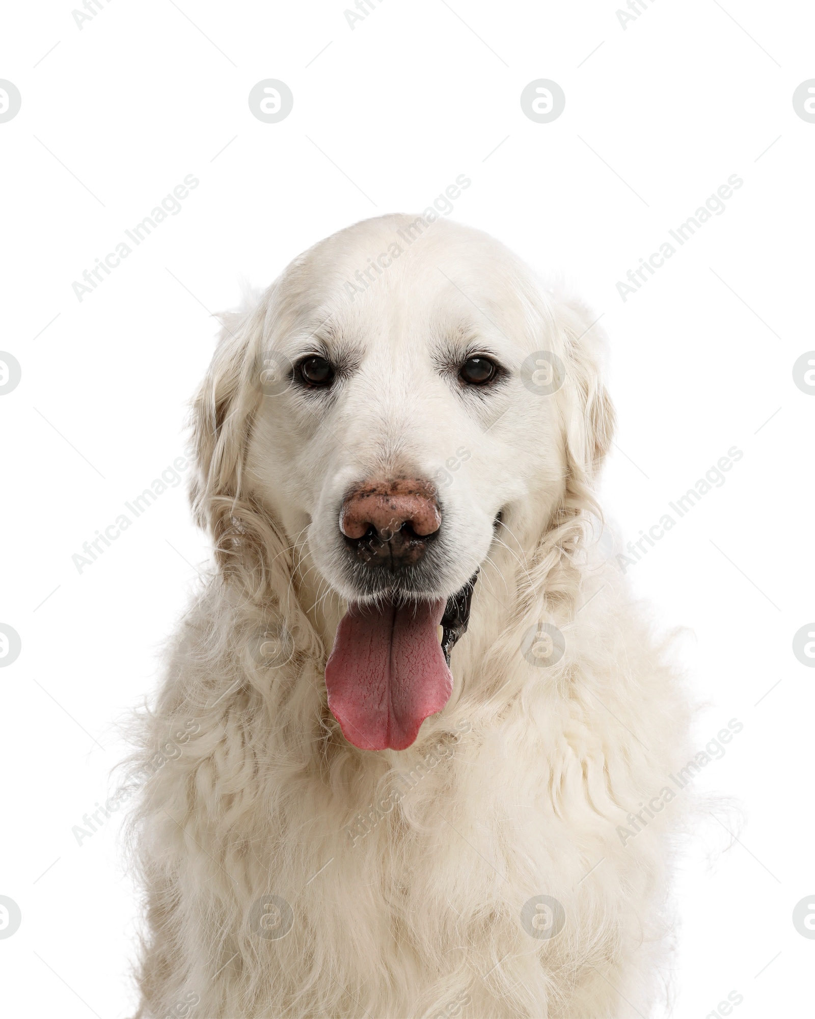 Photo of Cute Golden Retriever dog on white background