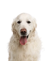 Cute Golden Retriever dog on white background