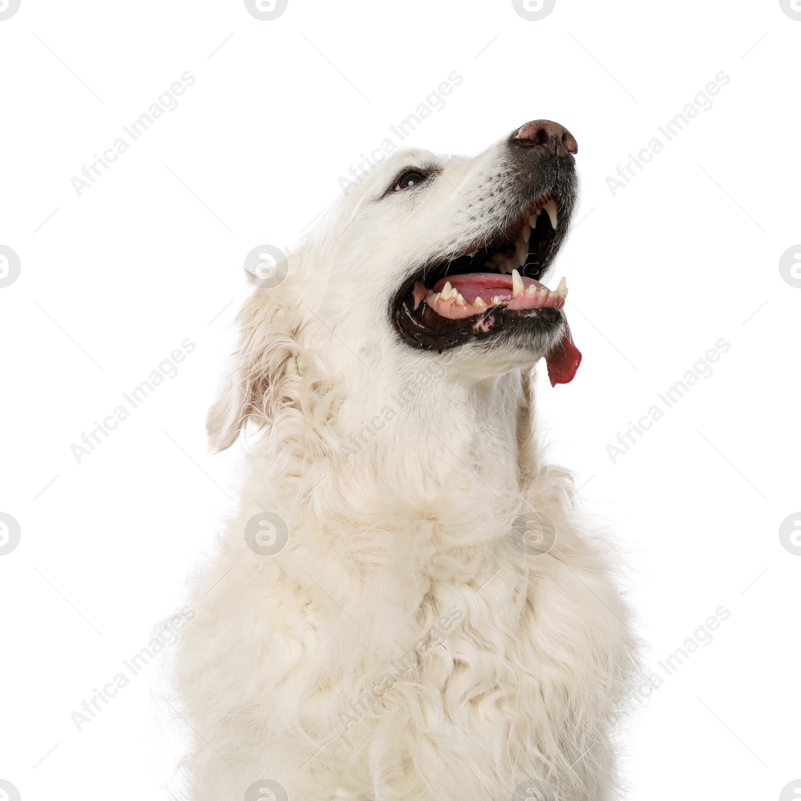 Photo of Cute Golden Retriever dog on white background