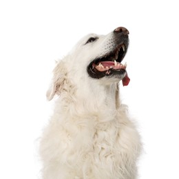 Photo of Cute Golden Retriever dog on white background