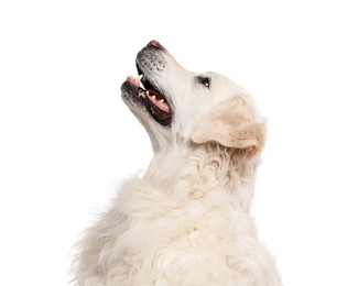 Photo of Cute Golden Retriever dog on white background