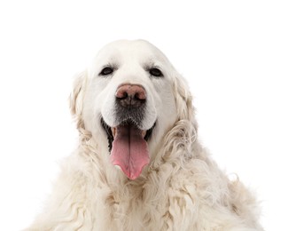 Photo of Cute Golden Retriever dog on white background