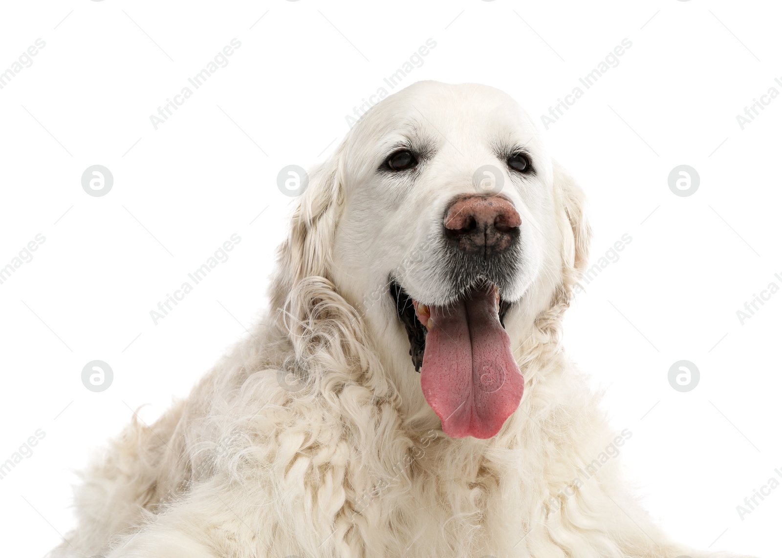 Photo of Cute Golden Retriever dog on white background