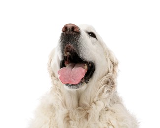 Photo of Cute Golden Retriever dog on white background