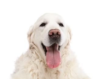 Photo of Cute Golden Retriever dog on white background