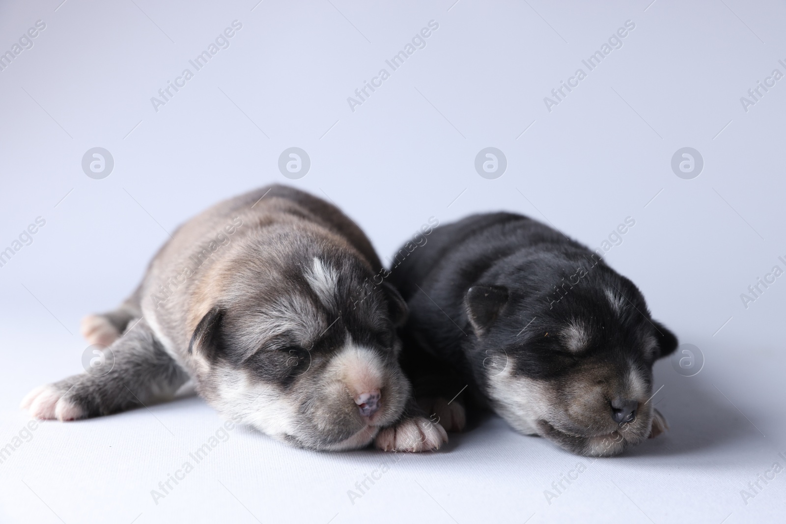 Photo of Two tiny puppies sleeping on white background