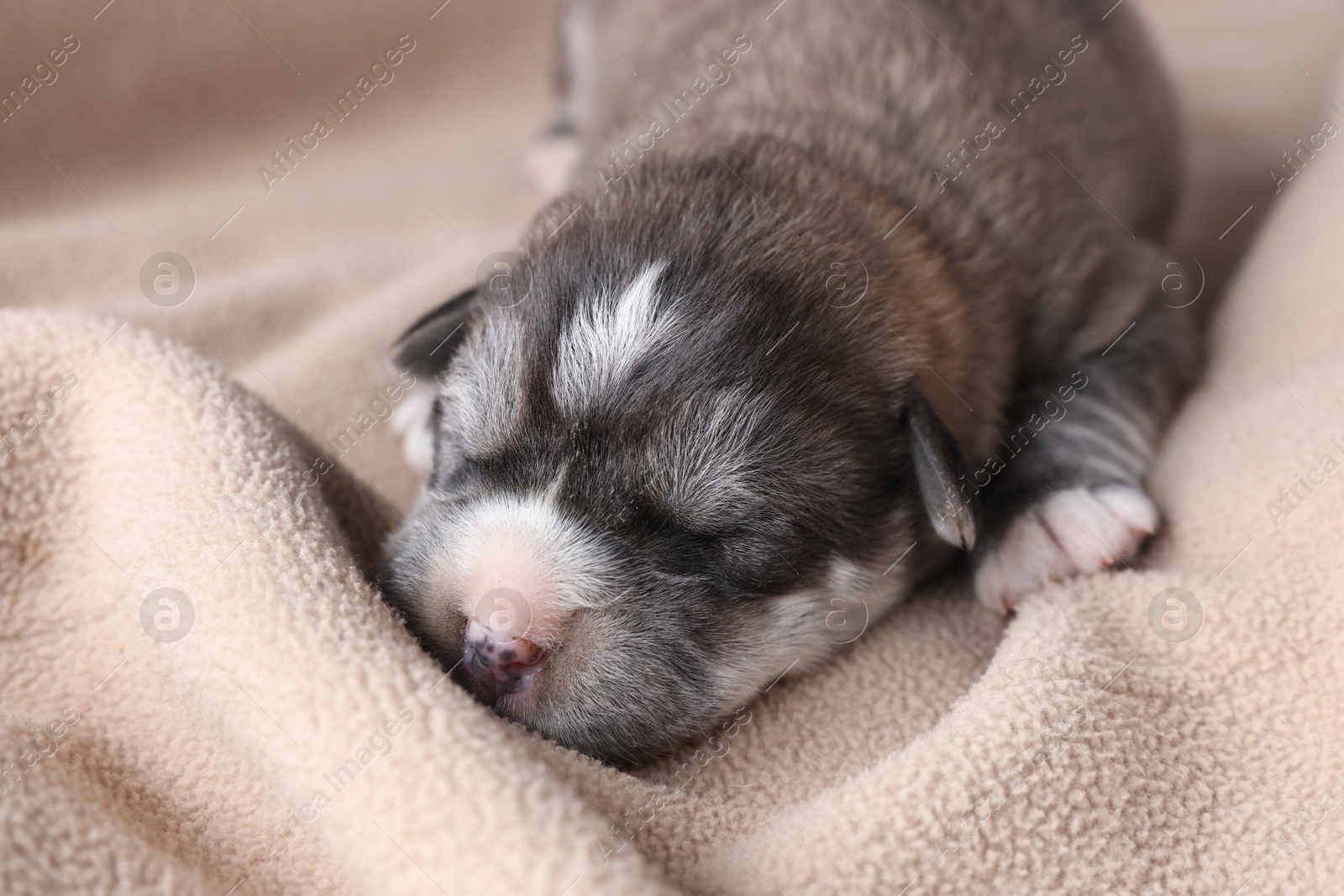 Photo of One tiny puppy sleeping on beige blanket, closeup