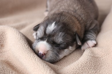 Photo of One tiny puppy sleeping on beige blanket, closeup