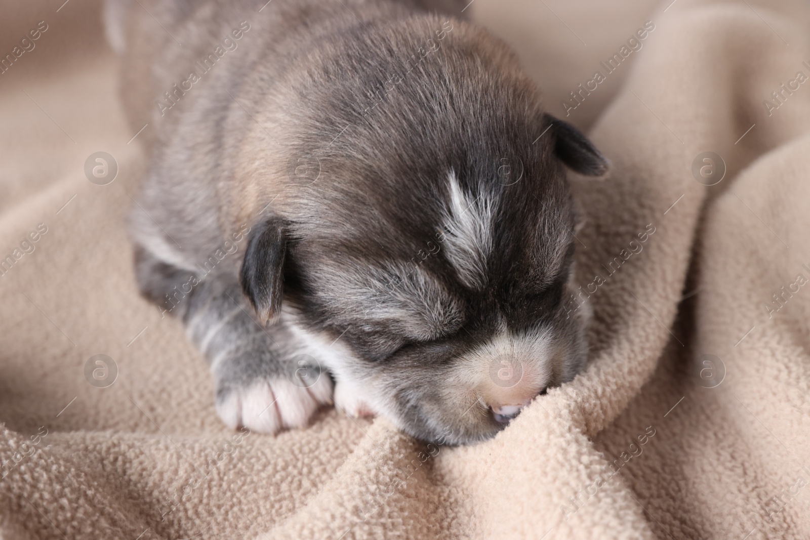 Photo of One tiny puppy sleeping on beige blanket, closeup