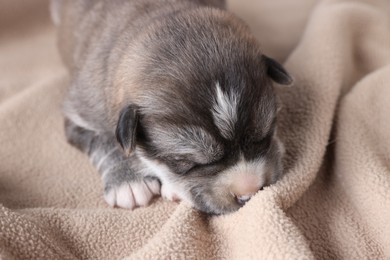 One tiny puppy sleeping on beige blanket, closeup