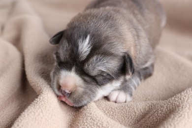 One tiny puppy sleeping on beige blanket, closeup