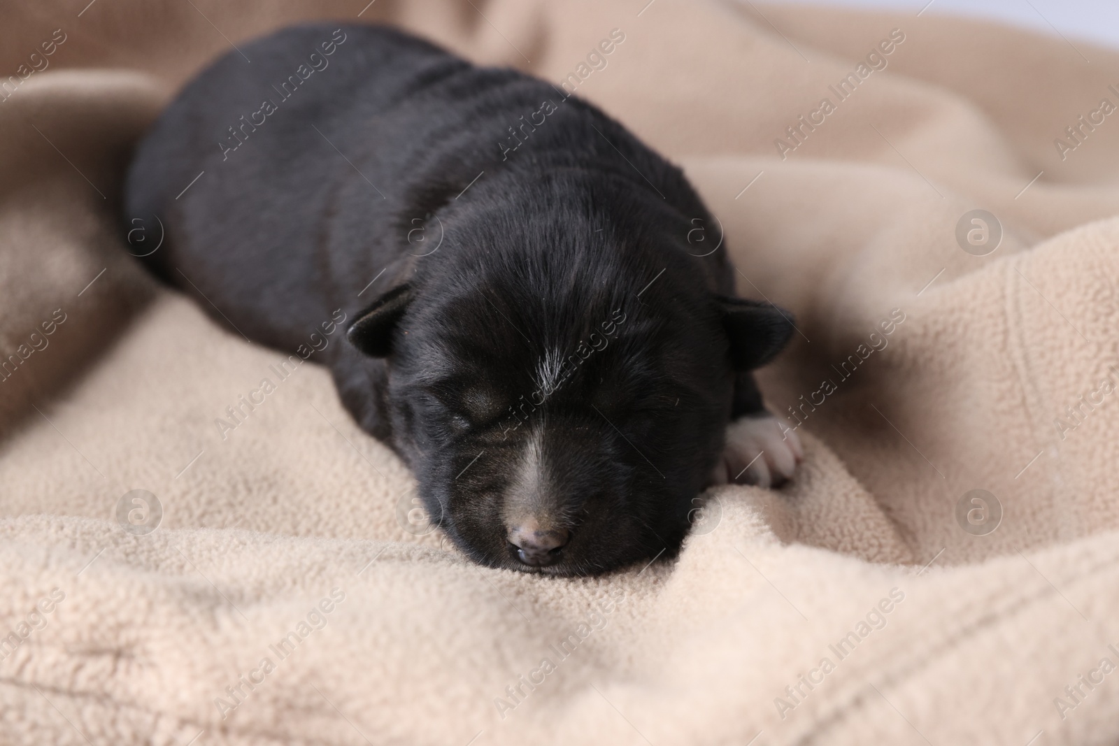 Photo of One tiny puppy sleeping on beige blanket