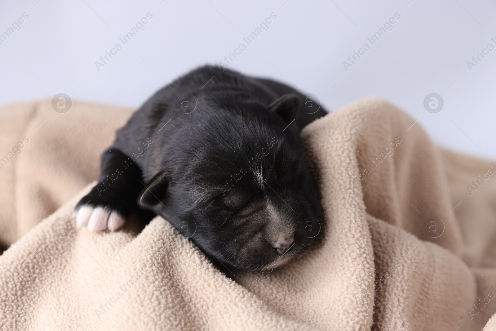 Photo of One tiny puppy sleeping on beige blanket against light background, closeup