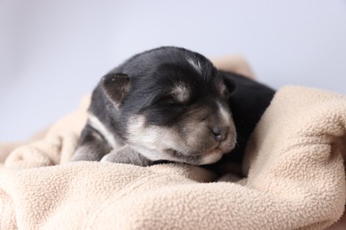 Photo of One tiny puppy sleeping on beige blanket against light background, closeup