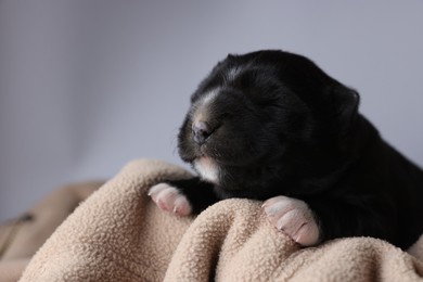 Photo of One tiny puppy sleeping on beige blanket against grey background, closeup