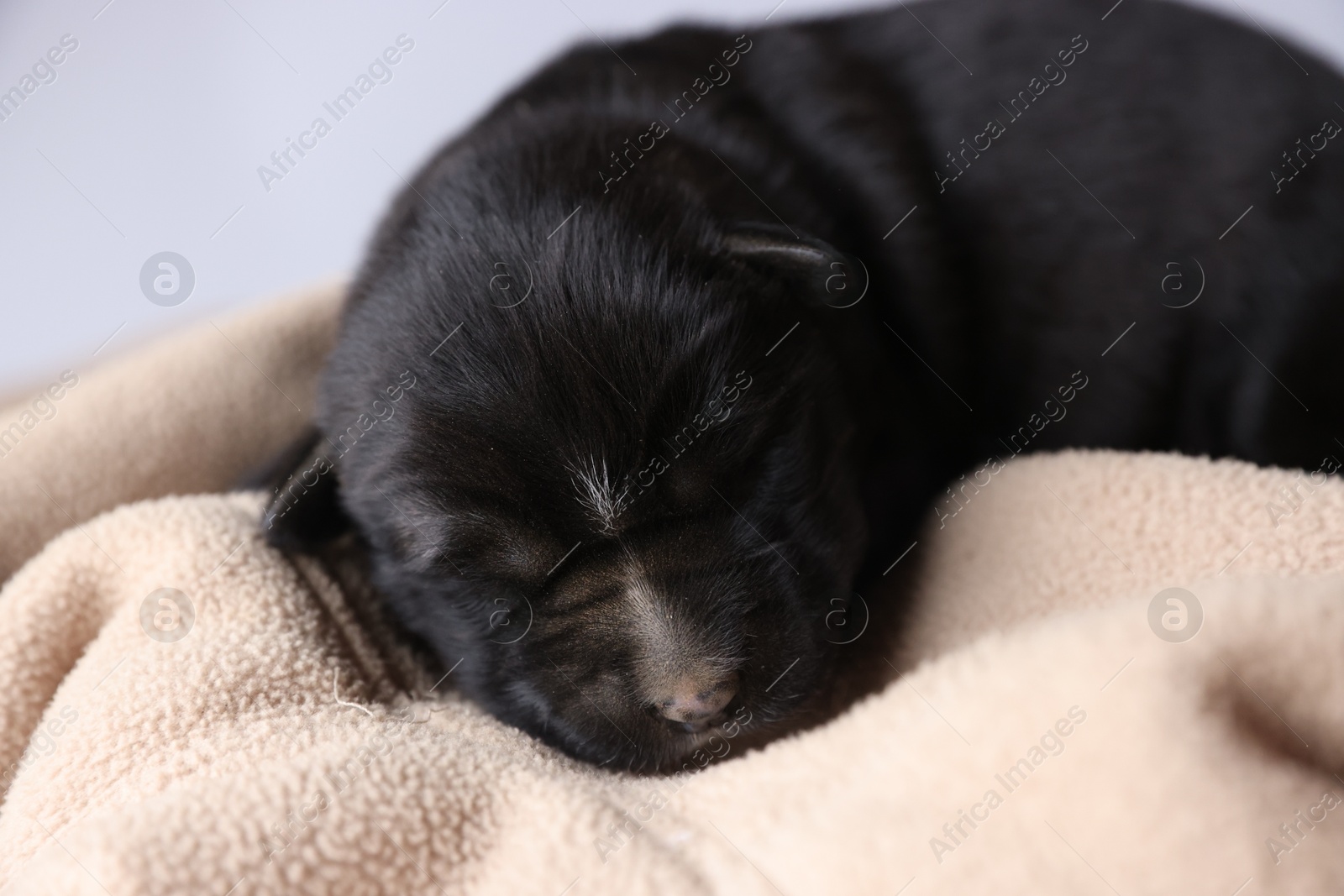 Photo of One tiny puppy sleeping on beige blanket against light background, closeup