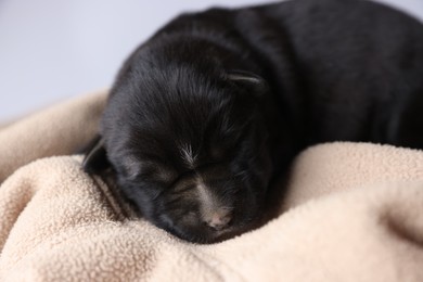 One tiny puppy sleeping on beige blanket against light background, closeup