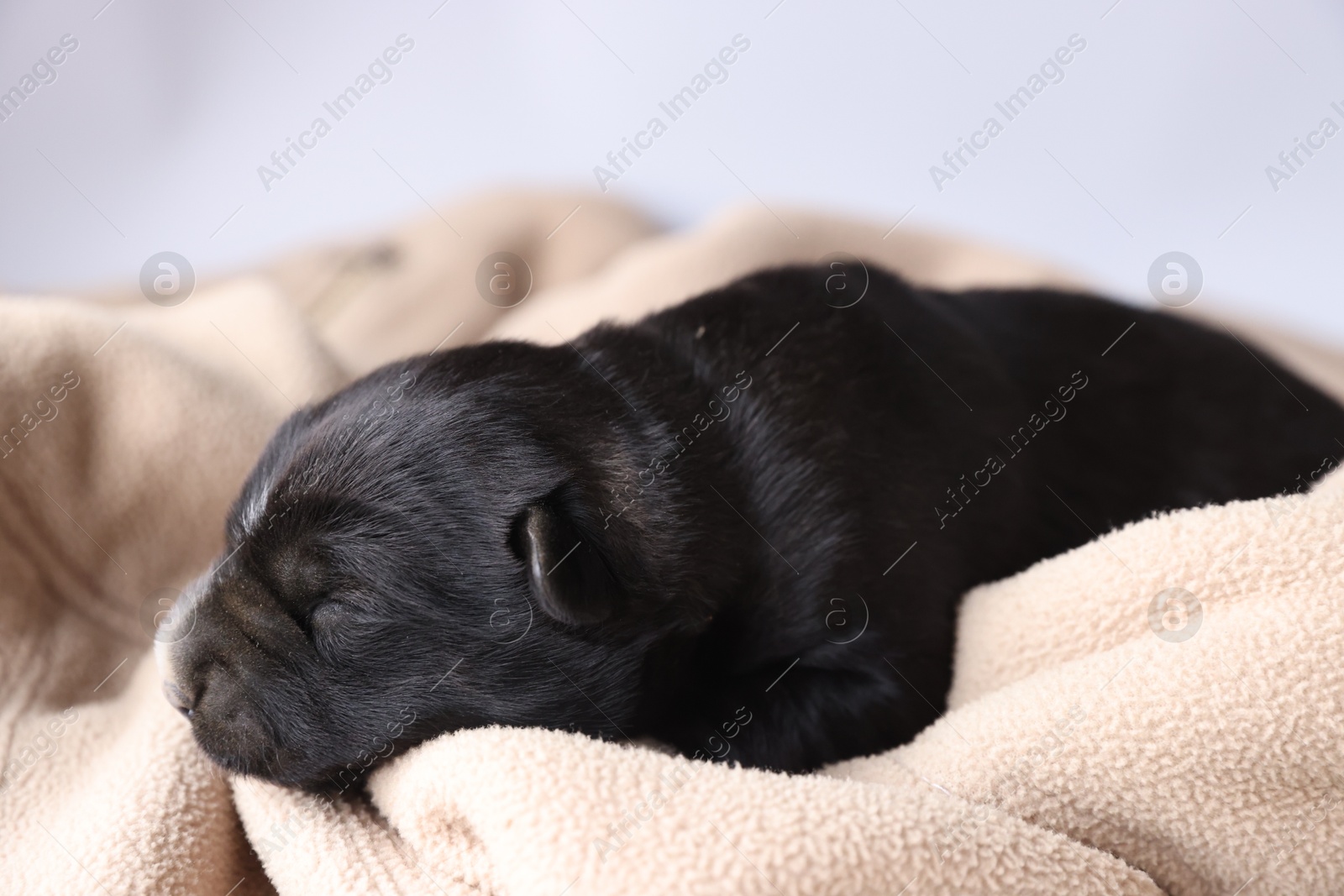 Photo of One tiny puppy sleeping on beige blanket against light background, closeup