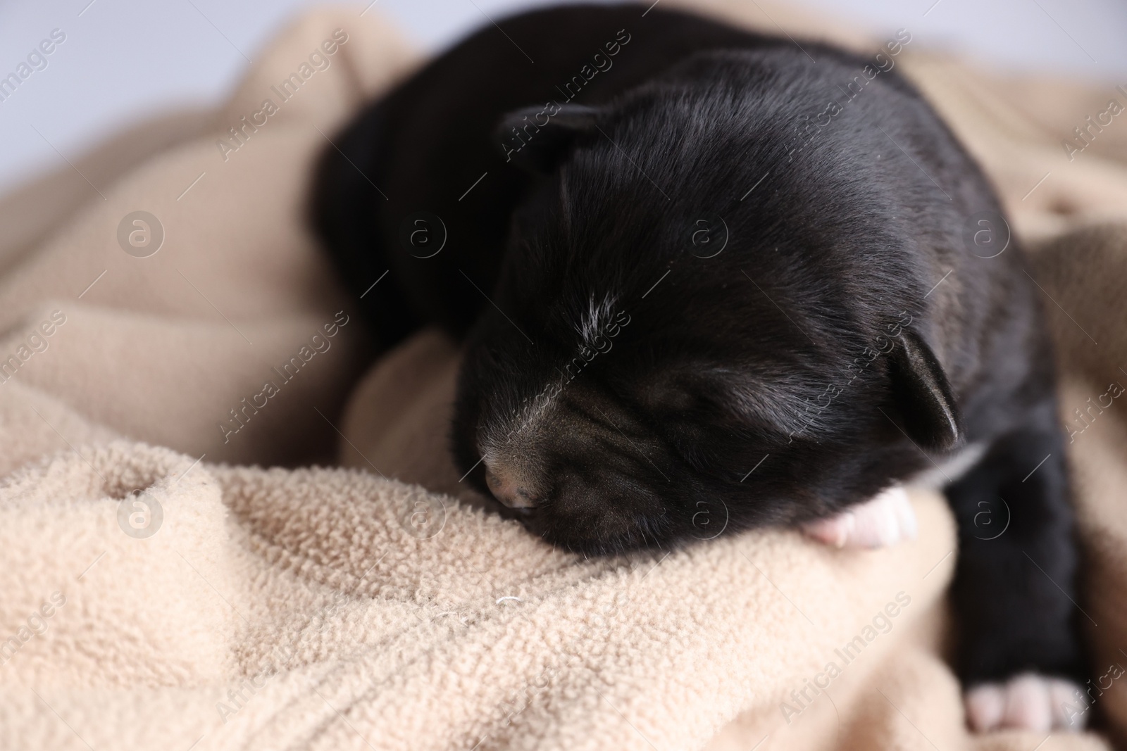 Photo of One tiny puppy sleeping on beige blanket against light background, closeup