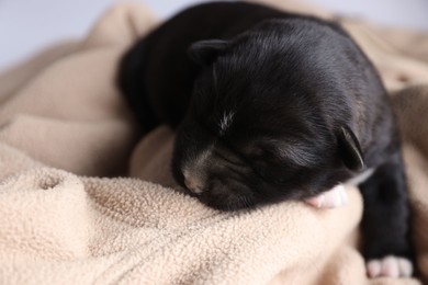 One tiny puppy sleeping on beige blanket against light background, closeup