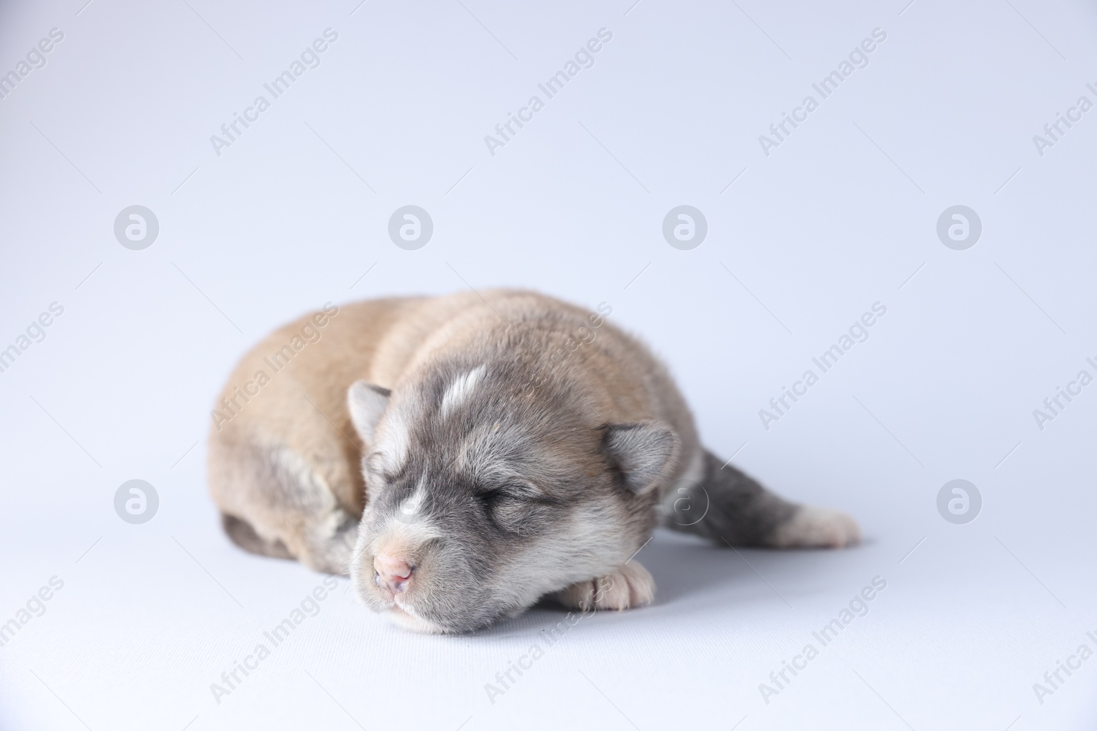 Photo of One tiny puppy sleeping on white background