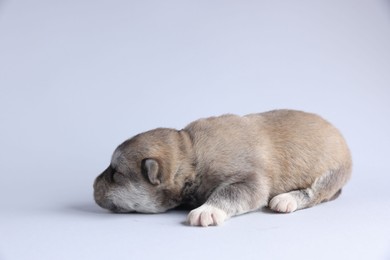 Photo of One tiny puppy sleeping on white background