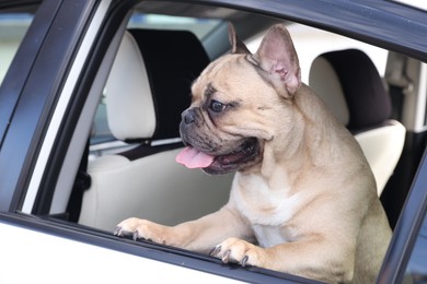 Photo of Adorable French bulldog dog in car, view from outside