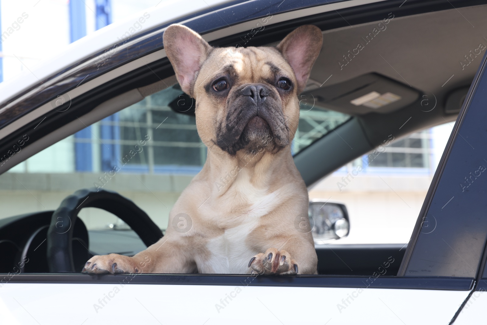 Photo of Adorable French bulldog dog in car, view from outside