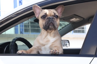 Photo of Adorable French bulldog dog in car, view from outside