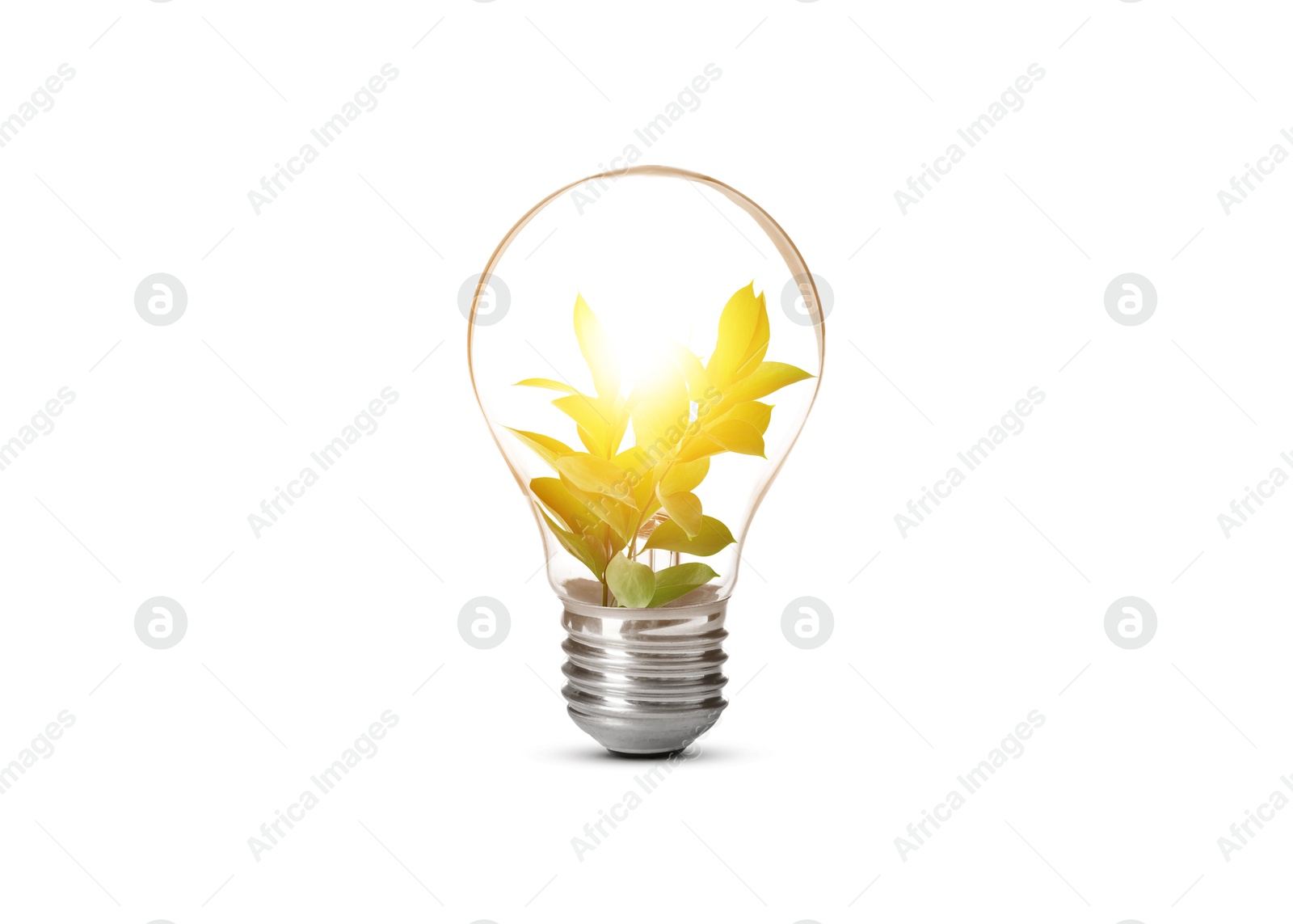 Image of Light bulb with fresh leaves inside on white background. Concepts of eco-friendly environment and saving energy