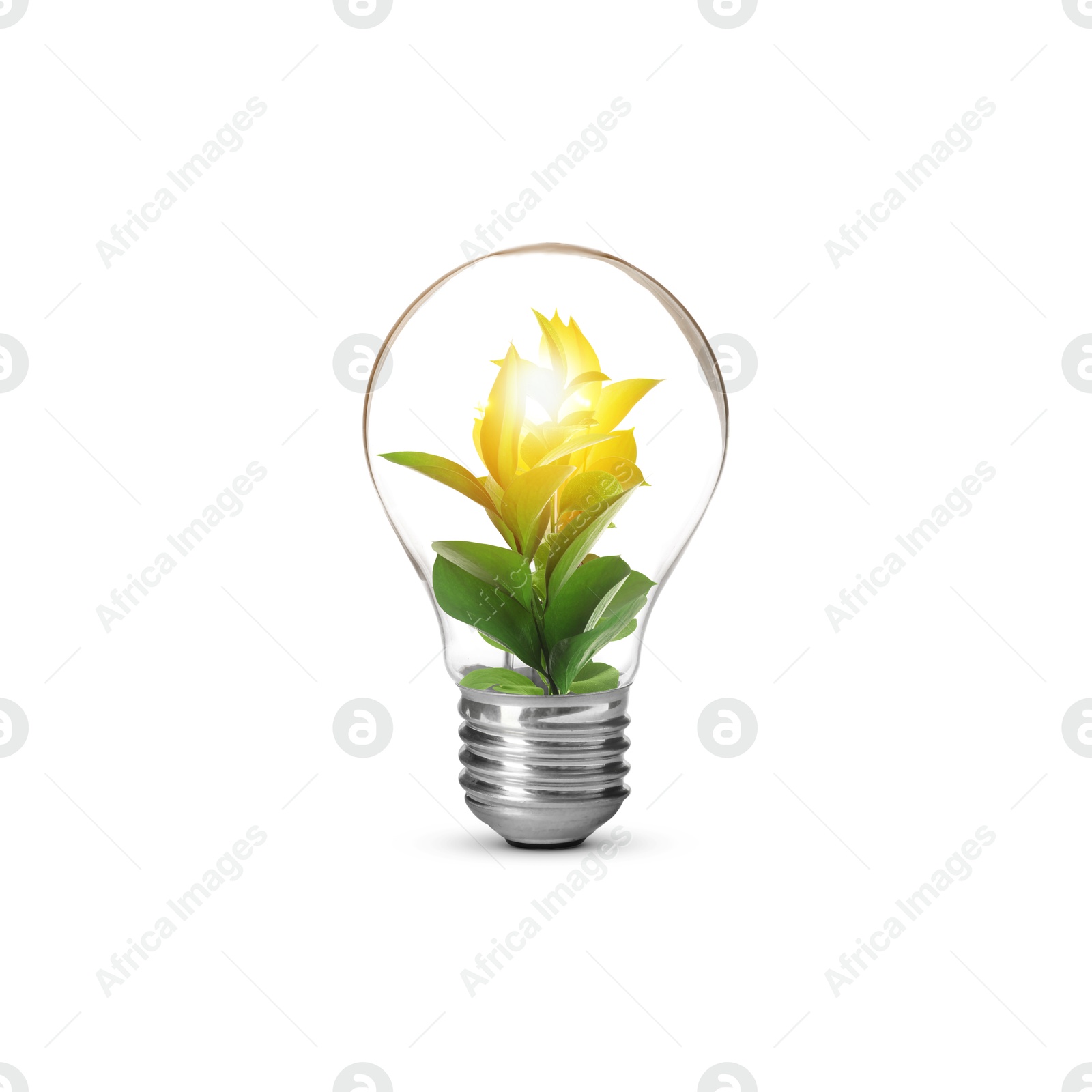 Image of Light bulb with fresh leaves inside on white background. Concepts of eco-friendly environment and saving energy