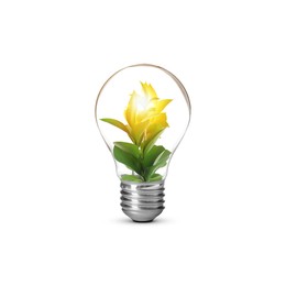 Image of Light bulb with fresh leaves inside on white background. Concepts of eco-friendly environment and saving energy