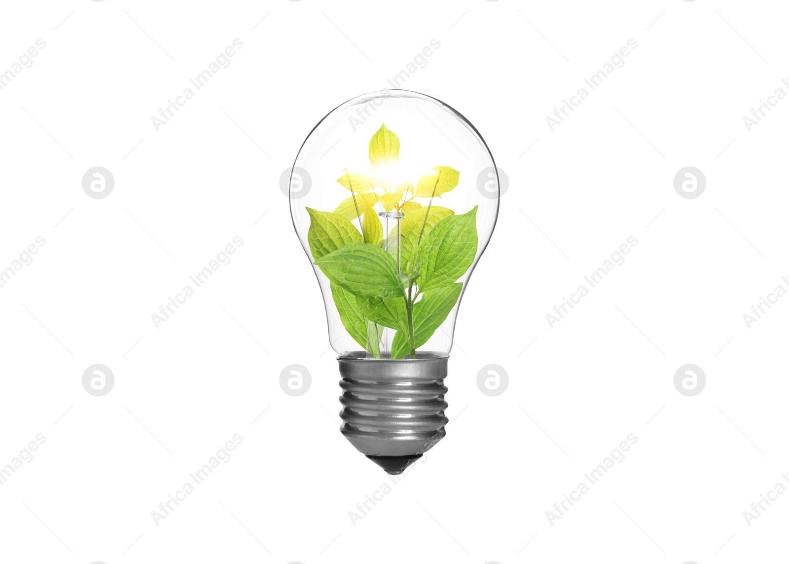 Image of Light bulb with fresh leaves inside in air on white background. Concepts of eco-friendly environment and saving energy