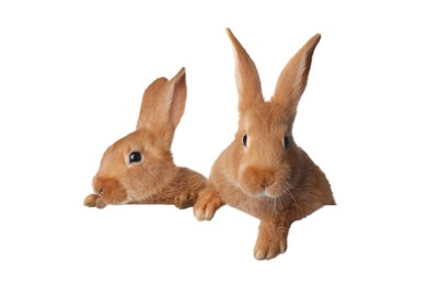 Image of Cute fluffy rabbits peeking out on white background