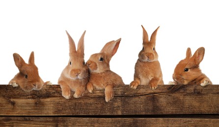 Image of Cute fluffy rabbits peeking out from wooden fence on white background. Banner design