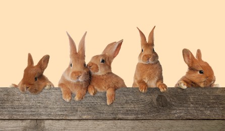 Image of Cute fluffy rabbits peeking out from wooden fence on beige background. Banner design