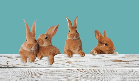 Image of Cute fluffy rabbits peeking out from white wooden fence on turquoise background. Banner design